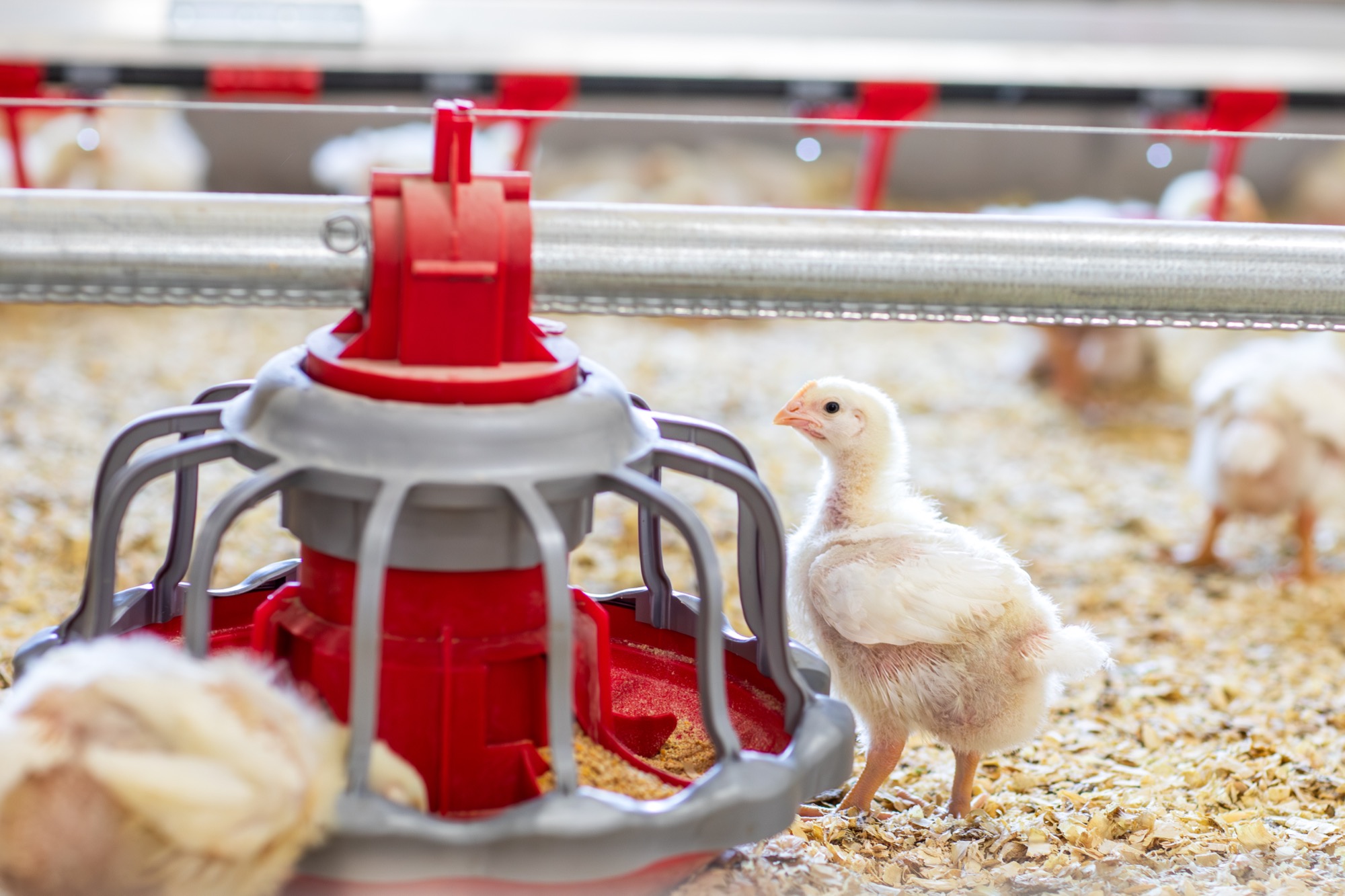 Crianza de aves en instalaciones Agrosuper
